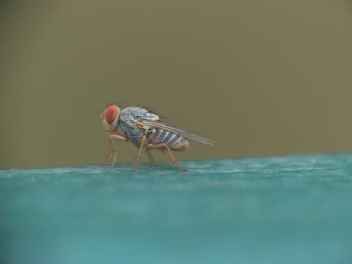 Prosopomyia pallida